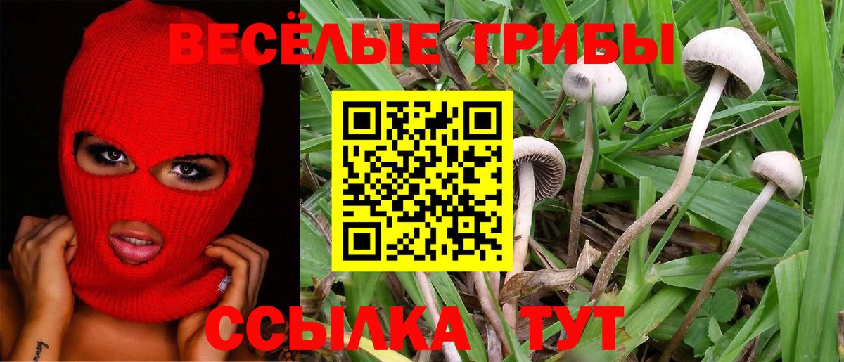 Кудымкар  Галлюциногенные грибы Psilocybine cubensis  Вход с VPN 